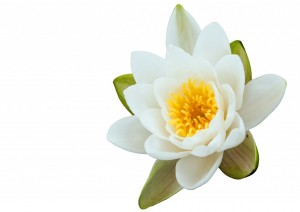 lotus-flower-on-white